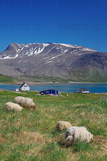 Sheep in a meadow, houses on a fjord in a barren landscape, Igaliku, North America, Greenland, Denmark, North America