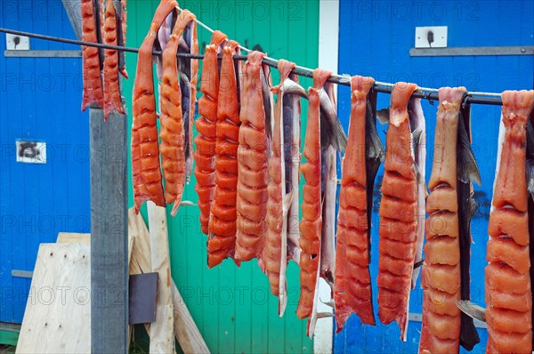 Fish being hung up to dry, old preservation method, Maniitsoq, Greenland, Denmark, North America