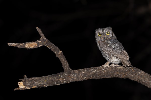 African scops owl (Otus senegalensis), Namibia, Africa