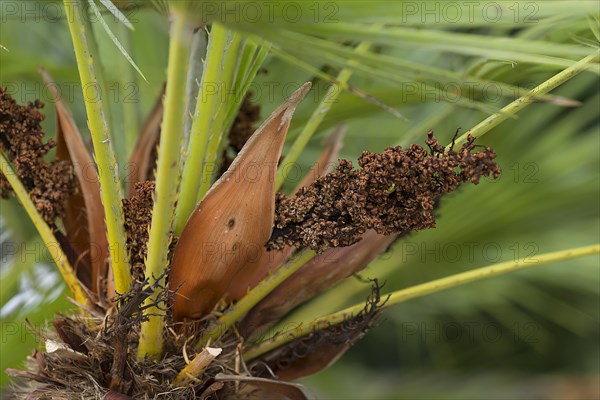 Flower seeds of a european fan palm (Chamaerops humilis), Botanical Garden, Erlangen, Middle Franconia, Bavaria, Germany, Europe