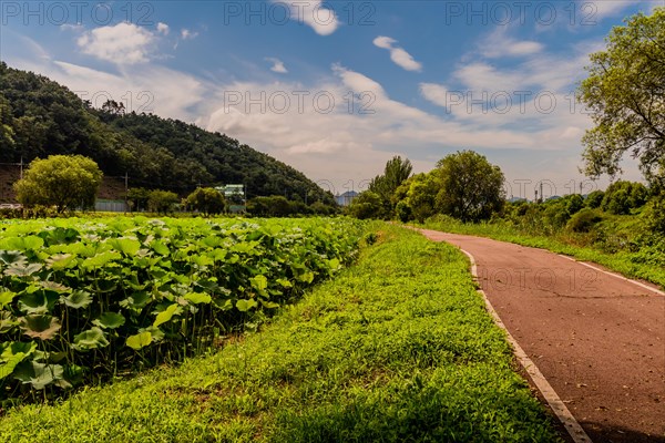 Running path next to lily pond under beautiful partly cloudy sky in South Korea