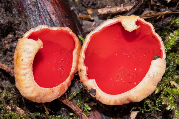 Austrian Goblet two red fruiting bodies next to each other