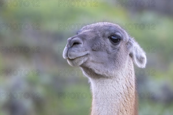 Guanaco (Llama guanicoe), Huanaco, adult, animal portrait, Torres del Paine National Park, Patagonia, end of the world, Chile, South America