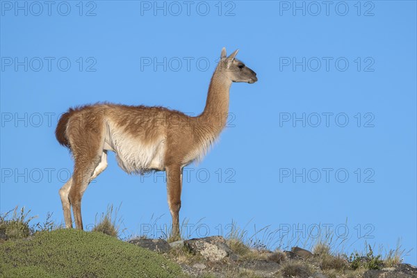 Guanaco (Llama guanicoe), Huanako, adult, in front of blue sky, Torres del Paine National Park, Patagonia, end of the world, Chile, South America