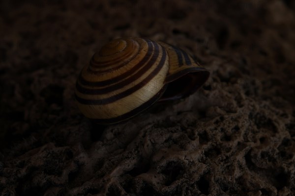 Small snail shell in shades of yellow and brown lies on a colour-matching background of tuff, Bavaria, Germany, Europe