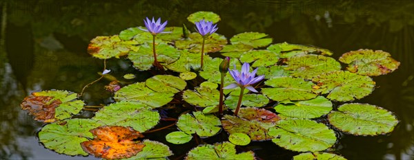 Purple water lilies on a pond with green leaves, Terra Nostra Park, Furnas, Sao Miguel, Azores, Portugal, Europe