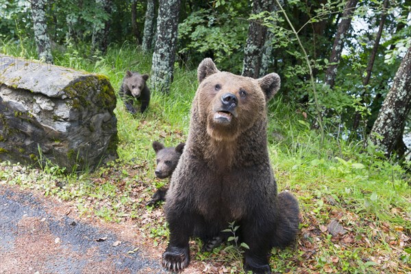 A brown bear looks out of the greenery with its two cubs, European brown bear (Ursus arctos arctos), cubs, Transylvania, Carpathians, Romania, Europe