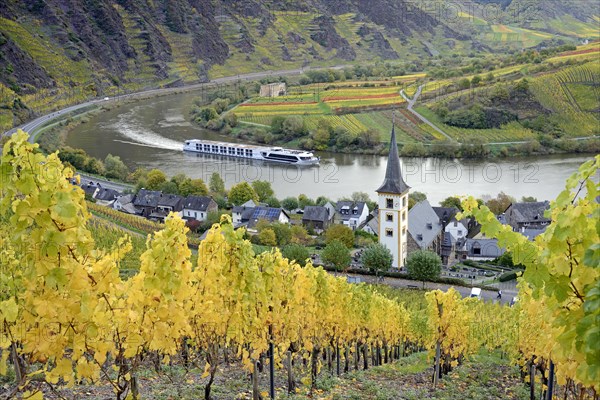 View over the wine village of Bremm am Calmont with the St Laurentius church and the ruins of the Stuben monastery, river cruise ship on the Moselle, Rhineland-Palatinate, Germany, Europe