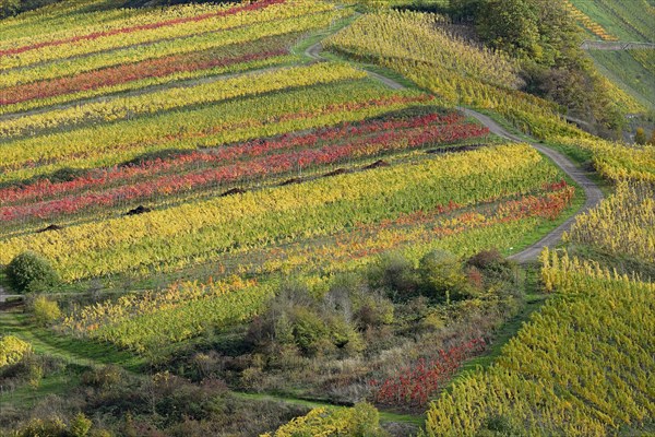 View of the autumnal vines on the Petersberg near Neef, Moselle, Rhineland-Palatinate, Germany, Europe