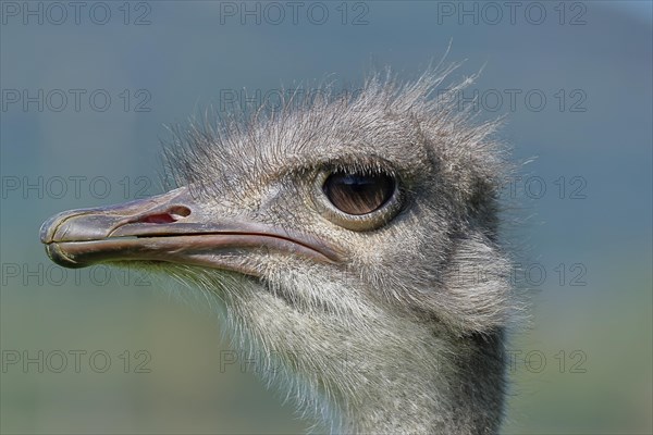 Common ostrich (Struthio camelus), animal portrait, captive, distribution Africa, Germany, Europe