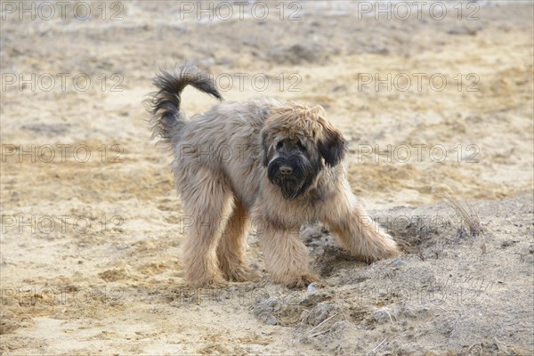 Briard, young, 7 months old, sand