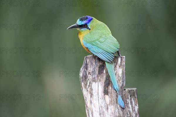 Blue-crowned motmot (Momotus momota) Pantanal Brazil