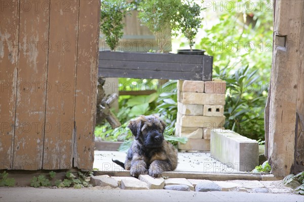 A curious puppy looks out of a door frame in a green garden area, Briard (Berger de Brie), puppy, 8 weeks old