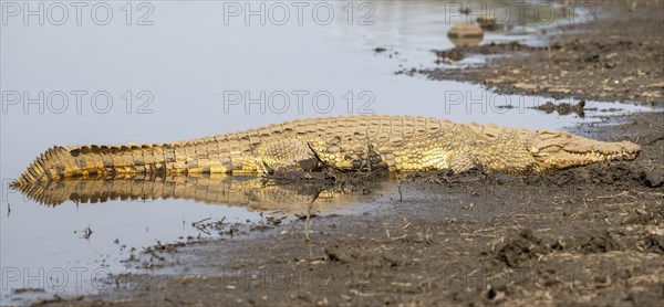 Nile crocodile (Crocodylus niloticus) sleeping on the bank, Sabie River, Kruger National Park, South Africa, Africa