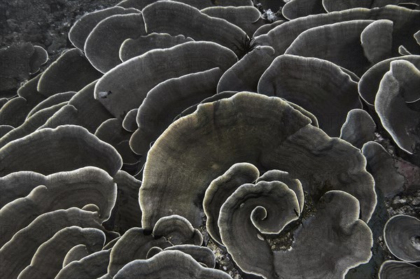 Small polyp stony coral, (Montipora mactanensis), Wakatobi Dive Resort, Sulawesi, Indonesia, Asia