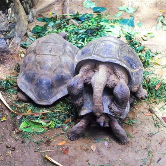 Seychelles, Fauna, Giant tortoise, Tortoises (Testudinidae), Africa
