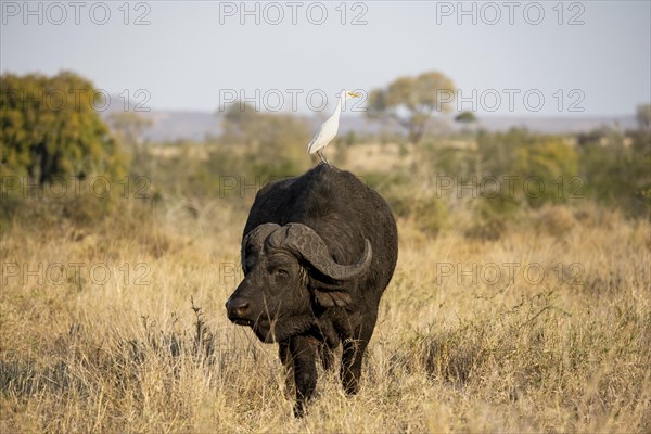 Cattle egret (Bubulcus ibis) sitting on the back of a african buffalo (Syncerus caffer caffer), standing in dry grass, African savannah, funny, Kruger National Park, South Africa, Africa