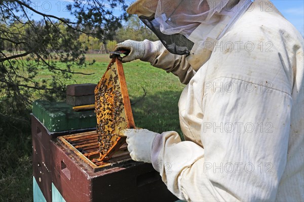 Beekeeper works on his hive