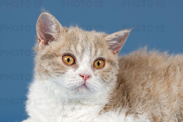 Pedigree cat Selkirk Rex, kitten, age 10 weeks, colour lilac mackerel tabby white, animal portrait, studio photo