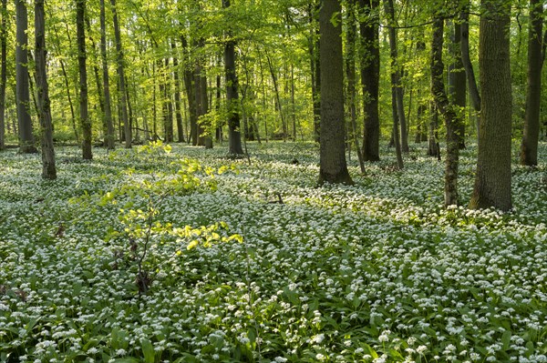 A deciduous forest with white flowering ramson (Allium ursinum) in spring in the evening sun. Rhine-Neckar district, Baden-Wuerttemberg, Germany, Europe