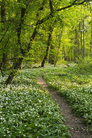 A path leads through a deciduous forest with white flowering ramson (Allium ursinum) in spring in the evening sun. Rhine-Neckar district, Baden-Wuerttemberg, Germany, Europe