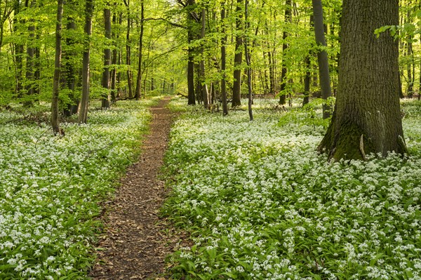 A path leads through a deciduous forest with white flowering ramson (Allium ursinum) in spring in the evening sun. Rhine-Neckar district, Baden-Wuerttemberg, Germany, Europe