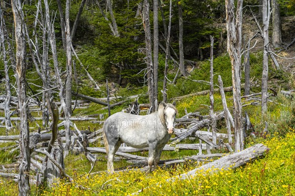 Horse, grey, grazing between buttercups and dead trees, Tierra del Fuego National Park, Tierra del Fuego Island, Patagonia, Argentina, South America