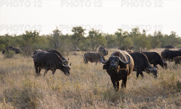 African buffalo (Syncerus caffer caffer), herd in the African savannah, Kruger National Park, South Africa, Africa