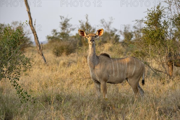 Greater Kudu (Tragelaphus strepsiceros) in dry grass, adult female in evening light, alert, Kruger National Park, South Africa, Africa