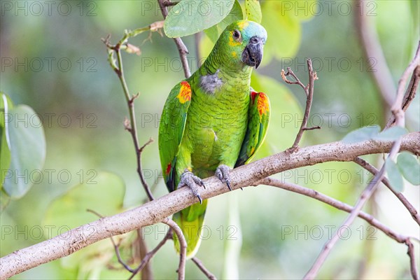 Blue-fronted Amazon (Amazona aestiva (Pantanal Brazil