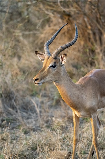 Impala (Aepyceros melampus), black heeler antelope, adult male in the evening light, animal portrait, Kruger National Park, South Africa, Africa