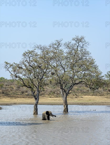African elephant (Loxodonta africana), bull standing in the water at a lake, between two trees, Kruger National Park, South Africa, Africa