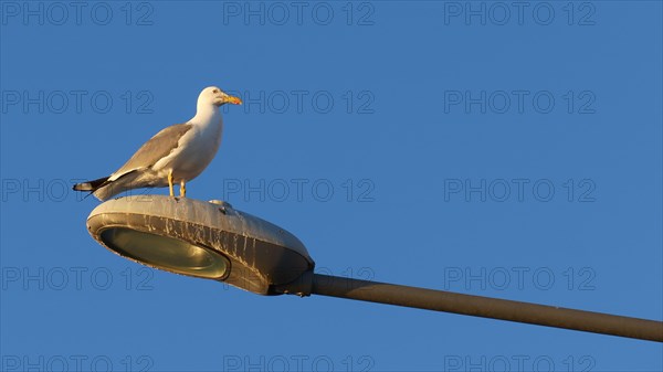 A resting seagull on a street lamp against the clear blue sky during the golden hour, Gythio, Mani, Peloponnese, Greece, Europe