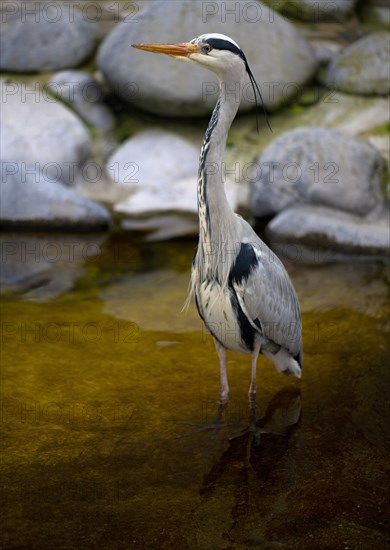 Grey heron (Ardea cinerea) standing in pond, Stuttgart, Baden-Wuerttemberg, Germany, Europe