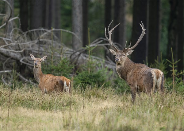 Red deer (Cervus elaphus) hind, red deer and stag standing in a forest meadow, captive, Germany, Europe