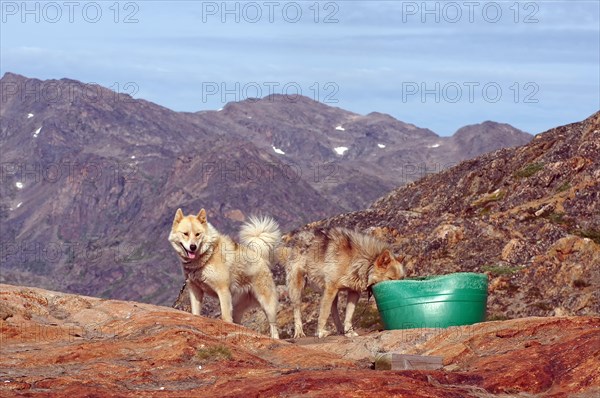 Chained sled dogs in a rugged mountain landscape, Sisimuit, Greenland, Denmark, North America