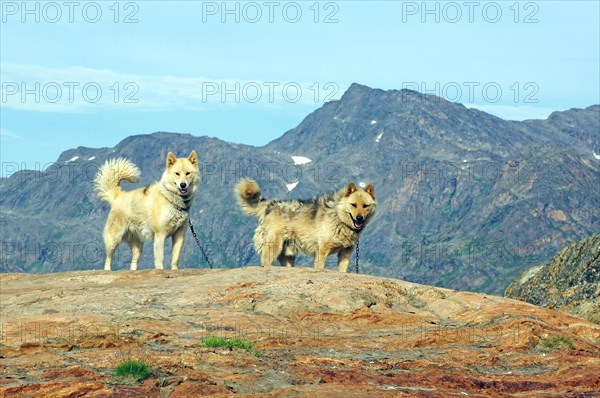 Chained sled dogs in a rugged mountain landscape, Sisimuit, Greenland, Denmark, North America