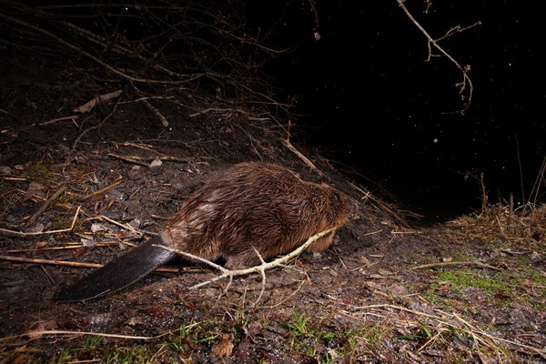 European beaver (Castor fiber) at the beaver lodge in winter, Thuringia, Germany, Europe