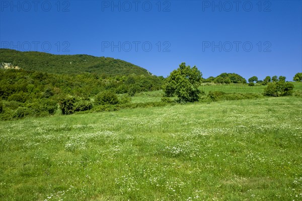 Landscape with meadows and trees in Lessinia, area of the pre-alps next to verona in Italy