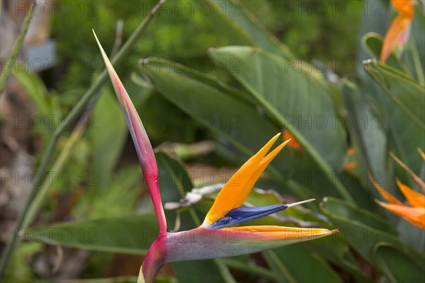 Flowering strelitzias (Strelitzia), Botanical Garden, Erlangen, Middle Franconia, Bavaria, Germany, Europe