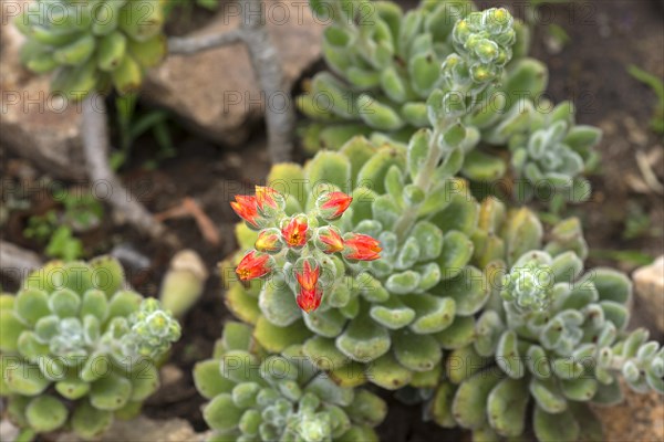 Echeveria (Leucotricha Purpus), Botanical Garden, Erlangen, Middle Franconia, Bavaria, Germany, Europe