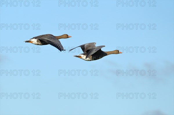 Greater white-fronted geese (Anser albifrons), in flight, against a blue sky, Lower Rhine, North Rhine-Westphalia, Germany, Europe