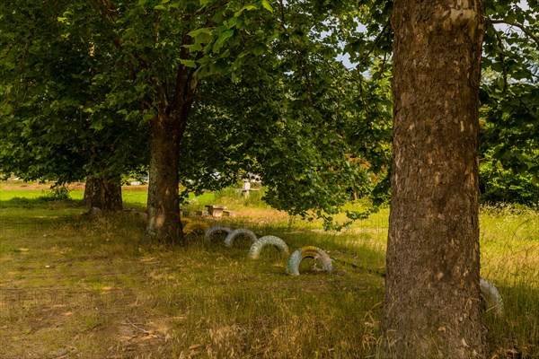 Row of painted tires planted in ground under shade trees in field of tall grass in South Korea