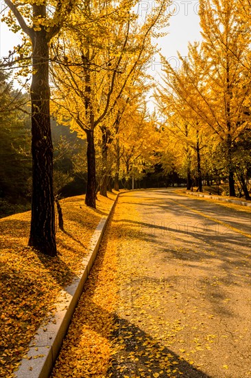 Two lane road lined with trees in yellow fall colors with leaves covering the street and hillside in South Korea