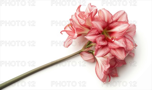 Pink Amaryllis flower on white background AI generated