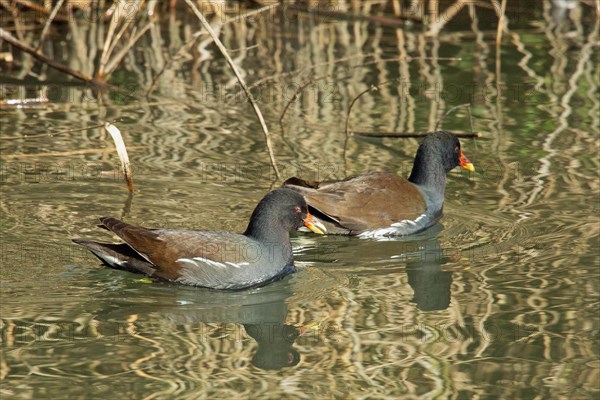 Pond rail two birds swimming side by side in water on the right seeing