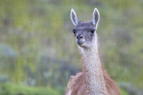 Guanaco (Llama guanicoe), Huanaco, adult, animal portrait, Torres del Paine National Park, Patagonia, end of the world, Chile, South America