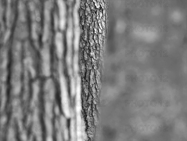 Sw, three tree trunks, Scots pine and beech, detail, play with depth of field and different structures, Upper Bavaria, Bavaria, Germany, Europe