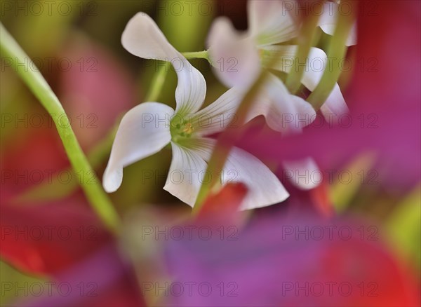 White flower of purple wood sorrel (Rhizome Oxalis) between purple leaves and green leaf stalks, close-up