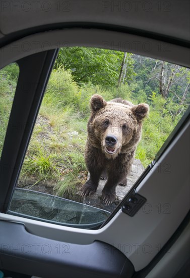 A curious brown bear looks into the camera through the open window of a car, European brown bear (Ursus arctos arctos), Transylvania, Carpathians, Romania, Europe